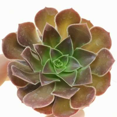 Aeonium arboreum var. atropurpureum