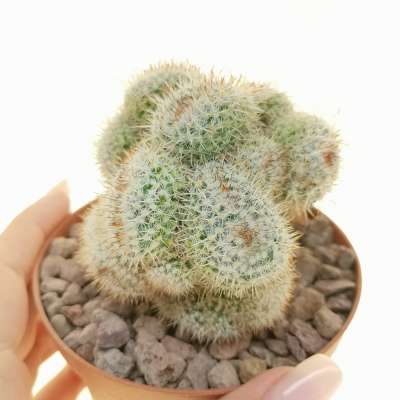 Mammillaria muehlenpfordtii f. crestata