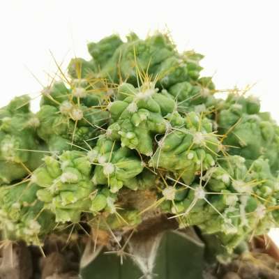 Ferocactus echidne f. crestata mostruosa - Giromagi