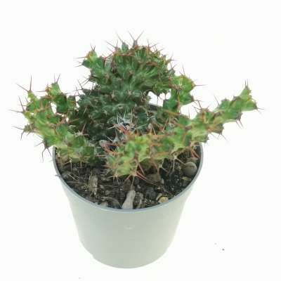 Euphorbia lenewtonii f. crestata - Giromagi