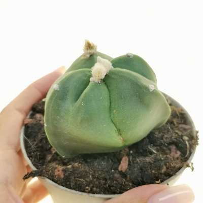 Astrophytum myriostigma var. Tricostatum cv. Irregular ribs nudum