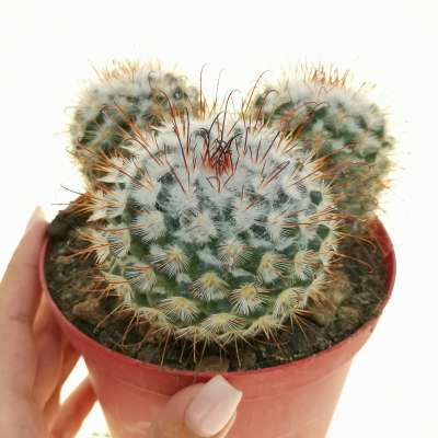 Mammillaria bombycina