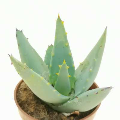 Aloe asperifolia - Giromagi
