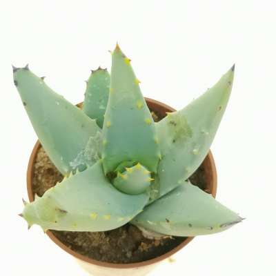 Aloe asperifolia - Giromagi
