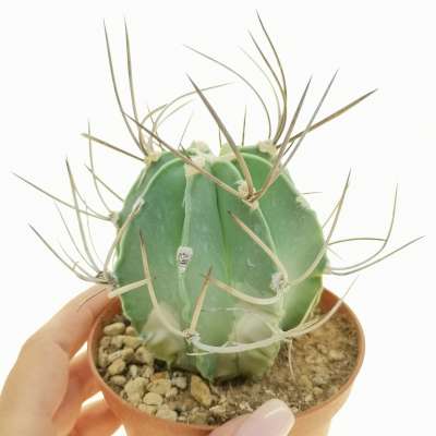 Astrophytum capricorne var. crassispinum f. variegata