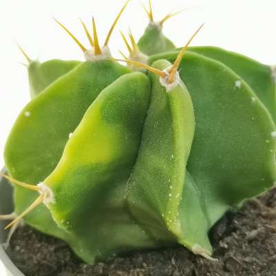 Astrophytum ornatum f. variegata - Giromagi