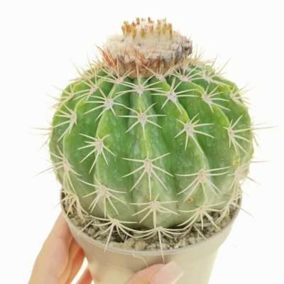 Melocactus curvispinus subs. loboguerreroi