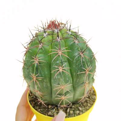 Melocactus diersianus
