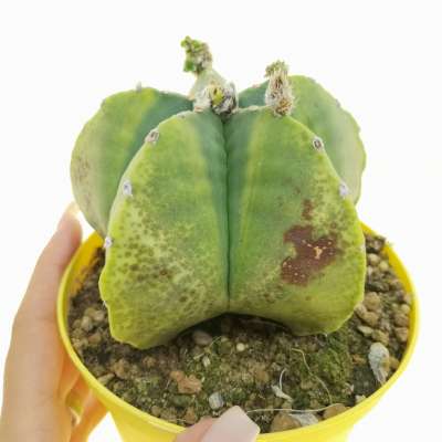 Astrophytum myriostigma var. nudum f. variegata prolifera
