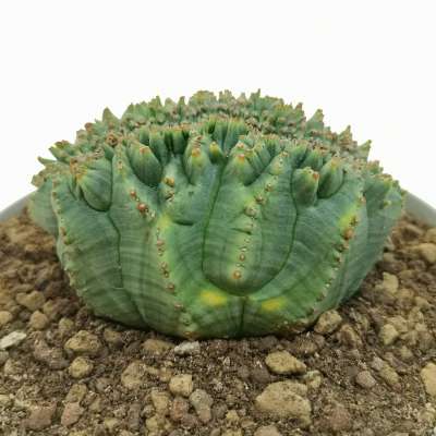 Euphorbia obesa 'Tiger form' f. crestata (Rare form) - Giromagi
