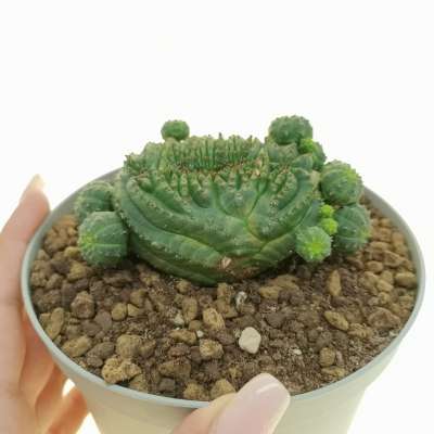 Euphorbia obesa f. prolifera crestata (Rare form)