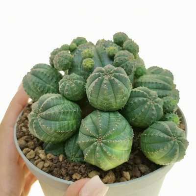 Euphorbia obesa cv. prolifera