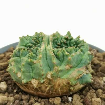 Euphorbia obesa 'Tiger form' f. crestata dicotomica (Rare form) - Giromagi