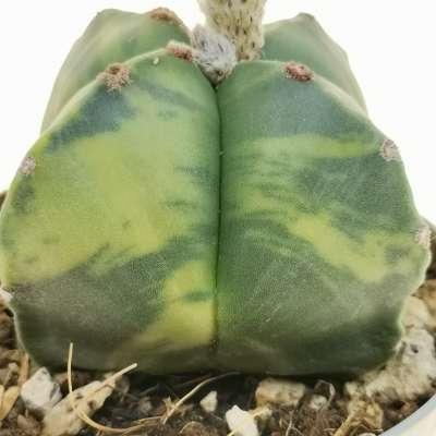 Astrophytum myriostigma var. quadricostatum nudum f. variegata - Giromagi