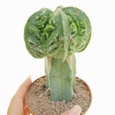 Astrophytum myriostigma cv. fukuryu (Type B) Var. nudum
