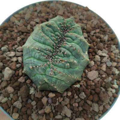 Euphorbia obesa 'Tiger form' f. crestata (Rare form)