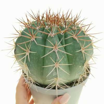 Melocactus neryi