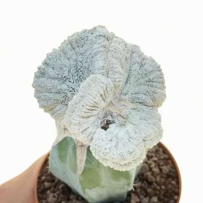 Astrophytum myriostigma cv. onzuka f. crestata