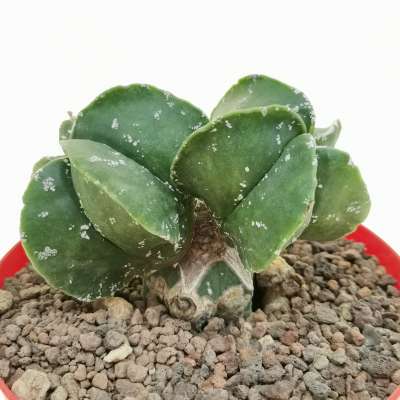 Astrophytum myriostigma cv. Hakuun var. nudum - Giromagi