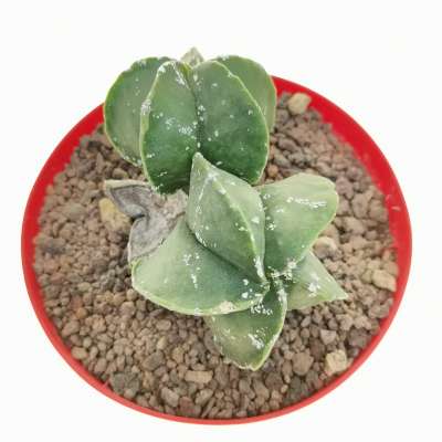 Astrophytum myriostigma cv. Hakuun var. nudum - Giromagi