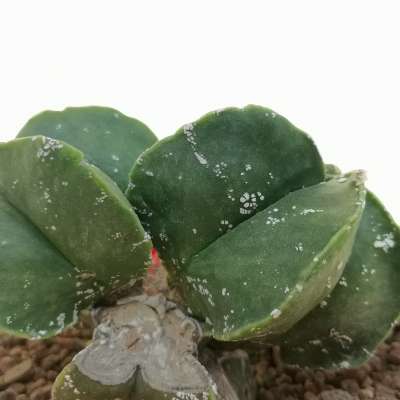 Astrophytum myriostigma cv. Hakuun var. nudum - Giromagi