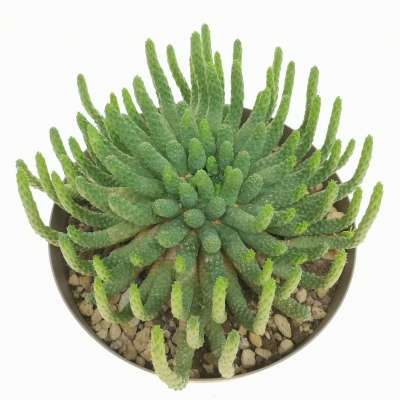 Euphorbia Inermis - Giromagi