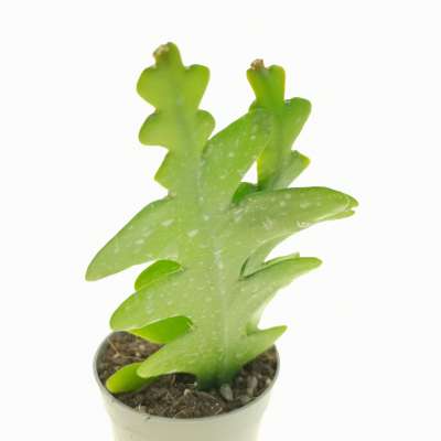 Epiphyllum anguliger - Giromagi