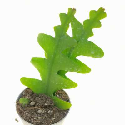 Epiphyllum anguliger - Giromagi