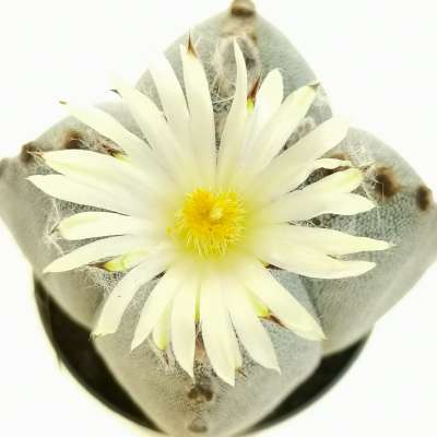 Astrophytum myriostigma var. quadricostatum - Giromagi