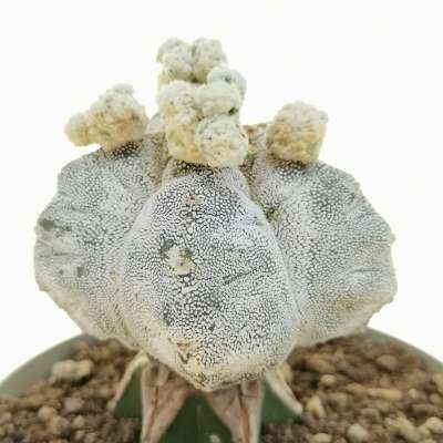 Astrophytum myriostigma cv. onzuka kikko f. prolifera - Giromagi