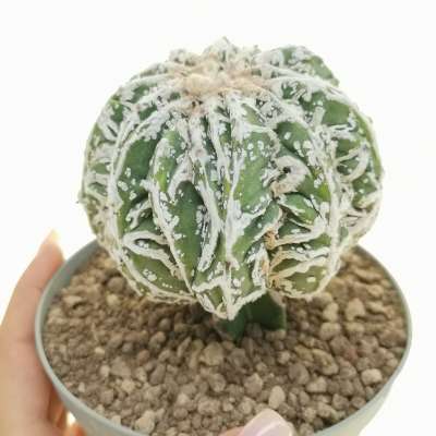 Astrophytum myriostigma cv. Fukuryu Reticulatus f. crestata