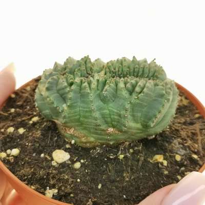 Euphorbia obesa 'Tiger form' f. crestata (Rare form)