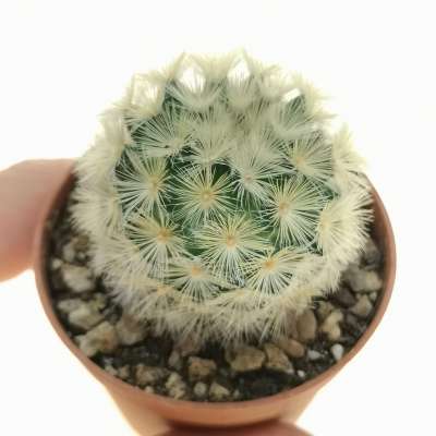 Mammillaria carmenae