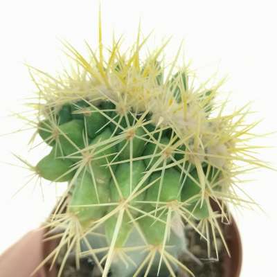 Echinocactus grusonii f. crestata