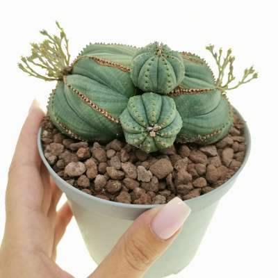 Euphorbia obesa f. dicotomica prolifera (Rare form)