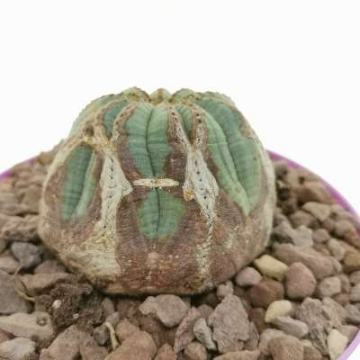 Euphorbia obesa 'Rocky Mountain' (Rare form) - Giromagi
