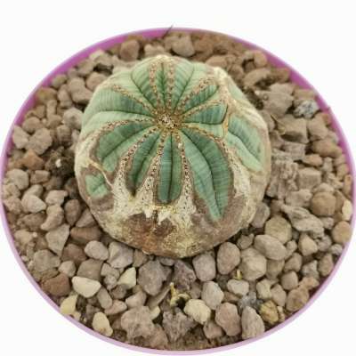 Euphorbia obesa 'Rocky Mountain' (Rare form) - Giromagi