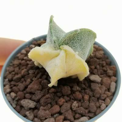 Astrophytum myriostigma f. variegata