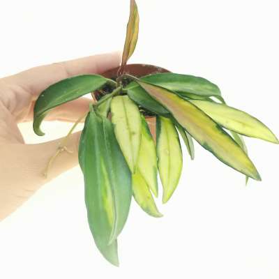 Hoya wayetii 'Tricolor'