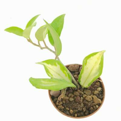 Hoya carnosa f. variegata - Giromagi
