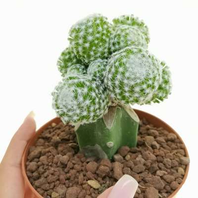 Mammillaria humboldtii