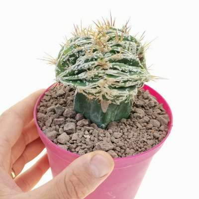Astrophytum ornatum cv. Haku-jo Hania f. crestata
