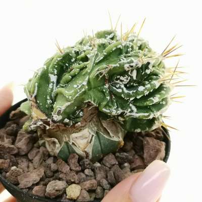Astrophytum ornatum cv. fukuryu Haku-jo Hania f. crestata