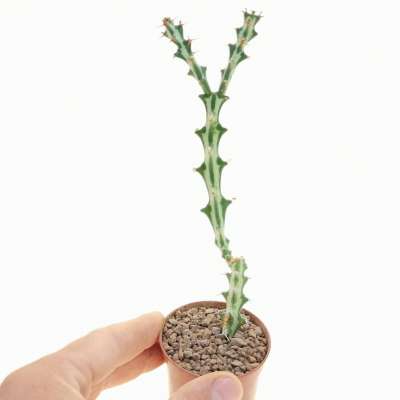 Euphorbia knuthii