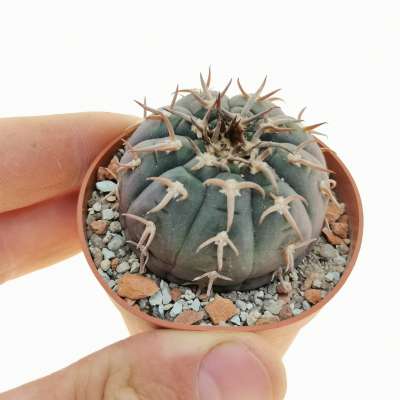 Gymnocalycium spegazzinii var. unguispinum