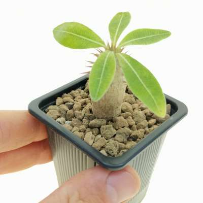 Pachypodium rosulatum subs. bicolor