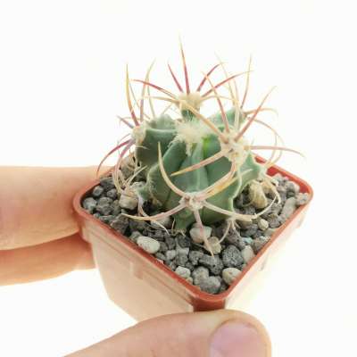 Echinocactus parryi (Sierra Salamayuca)