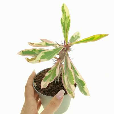 Euphorbia milii f. variegata