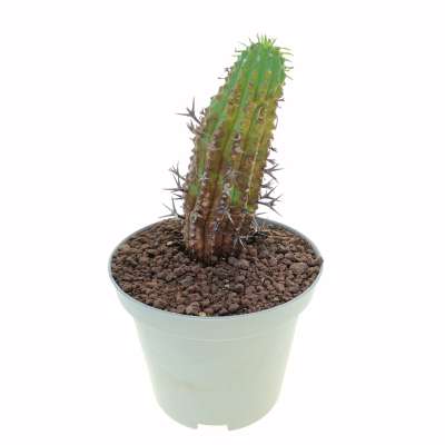Euphorbia stellispina - Giromagi