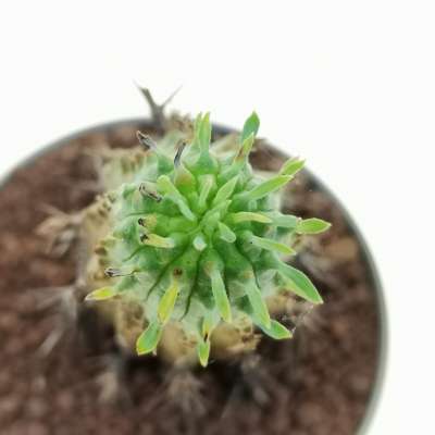 Euphorbia stellispina - Giromagi